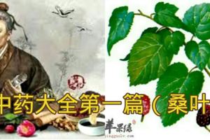 中藥大全第一篇（桑葉）桑葉的功效、作用與食用方法！