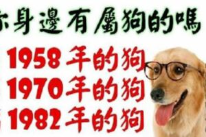 你身邊有屬狗的嗎？1958年，1970年，1982年的生肖狗，一生一世的命運,神准