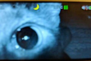 馬麻從嬰兒監視器看到「最溫暖畫面」　網融化：最強的24小時保護
