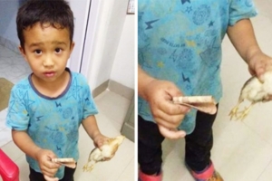 6歲男童不小心壓過小雞　他慌張帶「畢生積蓄」衝醫院：請幫我救牠