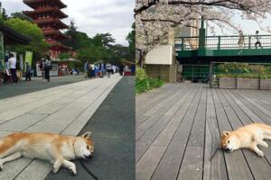 日本懶惰無極限「貓系厭世柴犬」爆紅超有個性「走到哪躺到哪」：偶累了～