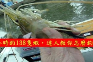 臺灣釣蝦達人教你怎麼在3小時釣138隻蝦