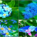 心理測試：4朵小藍花，你會摘下哪朵？測你哪方面最讓TA著迷？