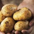 土豆、雞肉和香菇烤著吃，幫助減肥、補充蛋白質，尤其適合老人吃