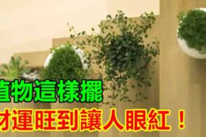 植物這樣擺，財運旺到讓人眼紅！