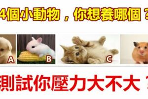 4個小動物，你想養哪個？測試你壓力大不大？