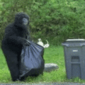 女子度假遇見一大猩猩在倒垃圾，觀察一陣後立即喊人