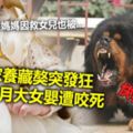 家養藏獒突發狂8個月大女嬰遭咬死