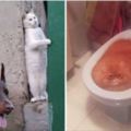 31張證明「貓咪其實是奇行種」的不思議照片