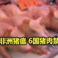 防非洲豬瘟　6國豬肉禁進口