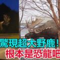 【視頻】公路驚現超大野鹿！　網民：根本是恐龍吧！