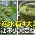 別小看桑葉，桑葉泡水有4大功效，已讓不少人受益！