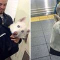 狗狗「裝袋」就不犯法！　主人出奇招讓狗狗搭地鐵　無聊的車廂瞬間萌翻天