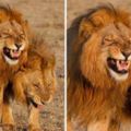 2隻雄獅散步時突然戳中笑穴　默契張嘴：哈、哈、哈！
