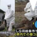 日本也爆豬瘟！與「非洲豬瘟」大不同...它「沒疫苗+100%致死」更可怕！網：快保護台灣豬