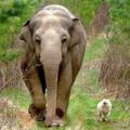 狗好友走了…　大象天天到墓前紀念　飼養員心疼：最後就是牠運回來的