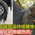 澳洲極端高溫持續釀慘劇道路融化動物被熱死