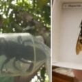 世界最大蜜蜂體型巨無霸網驚：這獨角仙吧！
