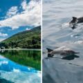 封島3個月後終於開放！　搭船登龜山島「鏡面湖泊、100隻海豚」如仙境