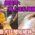 警犬狂聞短裙妹兩腿間　網笑炸：有人走私海鮮？