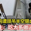 小狗遭頸吊半空狠虐　飼主：吃太多做運動