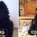 這就是家裡養頭小熊的感覺　24隻見證「體型和個性超反差萌」的紐芬蘭犬