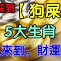 近期踩到【狗屎運】的5大生肖，貴人來到，財運來到