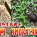 不滿流浪狗出現家門醉酒男　狠砍下狗嘴