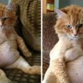 18張「年度怪萌貓咪入圍者」照片　貓咪果然是地球上最奇怪的生物