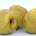 秋季重在補肺！吃梨不僅潤肺止咳，還有2個益處！但2類人最好少吃