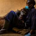 鼻酸！全球最會自拍大猩猩病逝　保育員懷中嚥最後一口氣