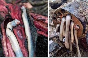 他剛切開木頭就流出「一條條白色物體」，興奮的他馬上狂吃，剩下的拿去賺20萬現金！