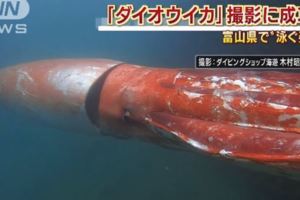 【影片】日本港灣漁民驚見了一隻百年難得一見的「超巨大活烏賊」，牠整個游泳過程都被珍貴的記錄下來了！