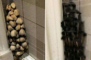 他入住新房子1年後「牆角突然炸出大量的蘑菇」，黑黑的那一幕更是讓他差點昏倒！