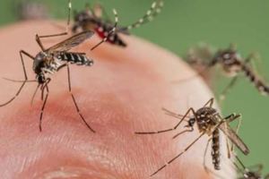 蚊子被證實是「俗辣」！不用蚊香也能對付　直接「嚇牠」就不敢靠近咬你了