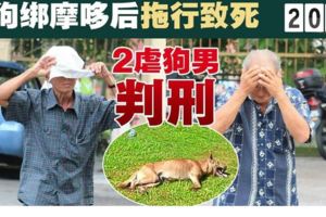 【最新消息】狗綁摩哆後拖行致死，金寶2虐狗男罰款或判刑！