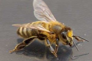 蜂針毒液治療肌肉疼痛女子過敏喪命