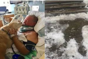男子摔倒癱瘓在屋外狗趴身上暖了他20個小時
