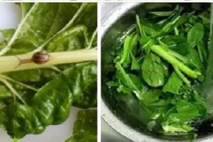 「超簡單3分鐘洗菜法」讓你的菜洗的一條蟲、一隻蝸牛都沒有，太乾淨了，學起來吧