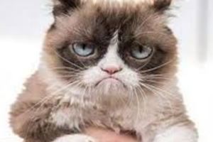 貓咪打算暗殺你的8種表現》原來這些不是充滿愛意的表現嗎？