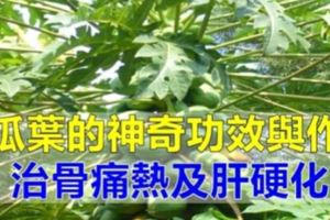 【木瓜葉】的神奇功效與作用，治骨痛熱及平衡血糖，家有【肝硬化】的人要知道！