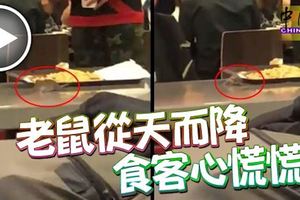 麥當勞用餐，老鼠從天而降！食客心慌慌