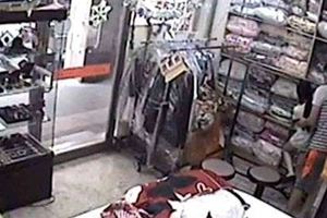 熊抱打工妹遭逮狼妻：只是基本碰觸