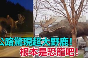 【視頻】公路驚現超大野鹿！　網民：根本是恐龍吧！