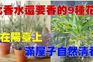 比香水還要香的9種花！栽在陽臺上，滿屋子自然清香！