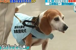 犯罪逃不過牠的鼻子！超萌檢疫犬成功擊潰攜帶違禁肉品的中國大媽