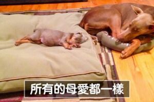 先不要對社會絕望　20張「冷漠的人也會流下熱淚」的暖照
