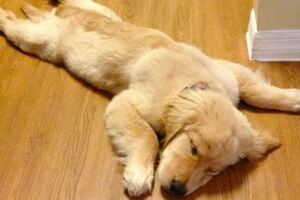 搞不懂愛犬在想什麼？　6種睡姿解讀幫大家「一秒破解狗狗性格」