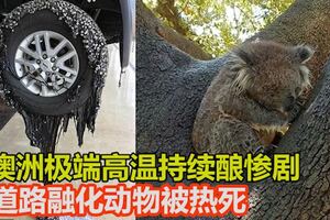 澳洲極端高溫持續釀慘劇道路融化動物被熱死