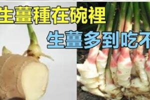 把「生薑」種在碗裡，7天生根發芽，30天長成盆栽，1棵就吃不完！